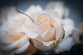 王贰浪《恋曲2018》歌词表达、评论及赏析