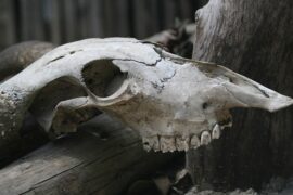 骨的多音字组词和成语