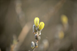 曾黎《草木之骨》歌词及评论赏析