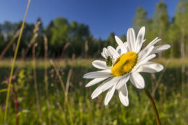 晏几道《鹧鸪天·一醉醒来春又残》全文及鉴赏