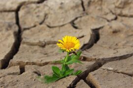 纳兰性德《菩萨蛮·萧萧几叶风兼雨》全文及鉴赏
