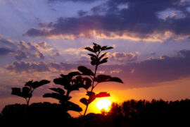 陈奕迅《爱情转移》歌词表达及评论赏析