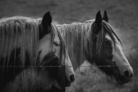 辛弃疾《破阵子·为陈同甫赋壮词以寄之》全文及鉴赏