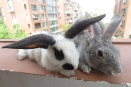 不是花火呀《一分一寸》歌词及评论赏析