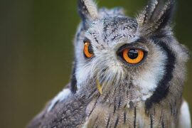 引人注目怎么造句子（精选25个句例）