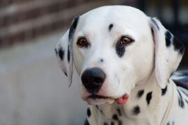 舔狗是什么意思？