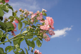 周深《光字片》歌词及评论赏析