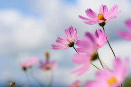 邵帅、要不要买菜《春风不解意》歌词及评论赏析