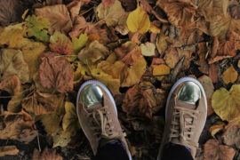 房东的猫《秋酿》歌词表达及评论赏析