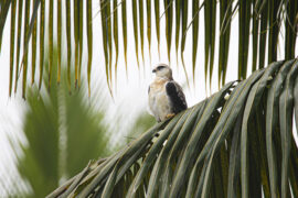 金海心《那么骄傲》歌词表达及评论赏析