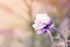 花开的句子唯美（精选50句不重复）