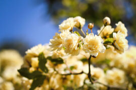 罗云熙《初心》歌词及评论赏析