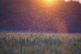 意境唯美的句子段落摘抄