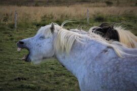 能立刻把人逗笑的笑话句子精选