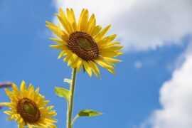 张靓颖《Dream It Possible》歌词表达及评论赏析