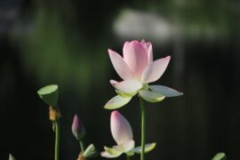 莲之妙——读周敦颐《爱莲说》有感