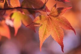 11月你好！11月唯美句子文案