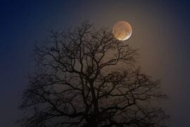 月圆的唯美句子（精选30句不重复）