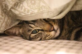 阿冗《与我无关》歌词表达及评论赏析