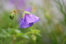 纳兰性德《生查子·鞭影落春堤》全文及鉴赏