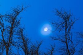 Bomb比尔《蓝蓝的夜》歌词及评论赏析