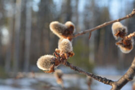 苏轼《沁园春·孤馆灯青》全文及鉴赏
