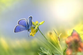 Bomb比尔《1104梦》歌词及评论赏析
