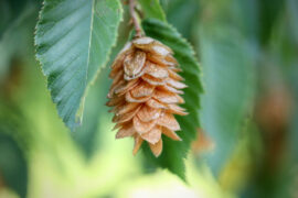 贺铸《芳心苦·杨柳回塘》全文及鉴赏