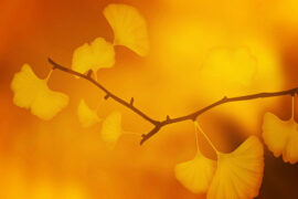 许美静《明知故犯》歌词表达及评论赏析