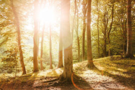 王一博《替我诉说》歌词及评论赏析