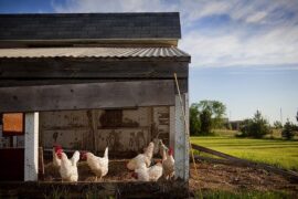 舍的多音字组词