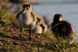 鸭组词（包含“鸭”字的组词和成语大全）