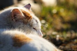 一听就困的睡前故事（精选16则）