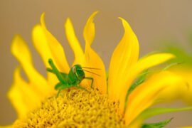 李荣浩《祝你幸福》歌词表达及评论赏析