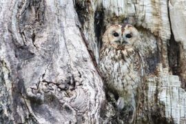 似的多音字组词-封面图