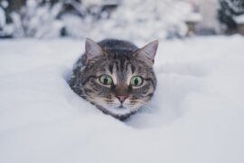 呀的多音字组词