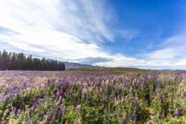 甄妮《鲁冰花》歌词及评论赏析