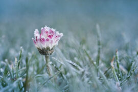 袁泉《孤独的花朵》歌词表达及评论赏析
