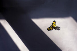 林忆莲《飞的理由》歌词及评论赏析