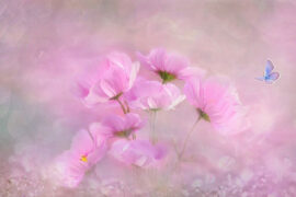 弦子《无从》（卿卿日常插曲）歌词表达及评论赏析