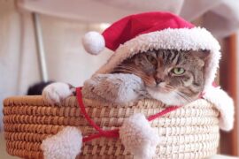 哄的多音字组词-封面图