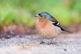 雀的多音字组词