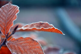 平生不晚《难却》歌词表达及评论赏析