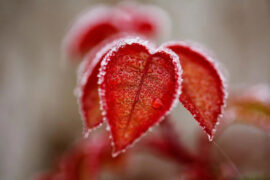 菲儿《天也冷了心也凉了》歌词及评论赏析