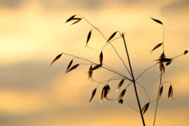 马嘉祺、严浩翔《飘向北方》歌词及评论赏析