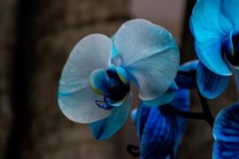 许巍《空谷幽兰》歌词及评论赏析