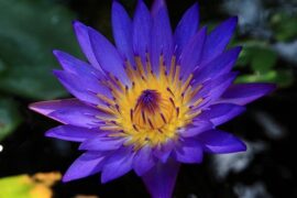 许巍《蓝莲花》歌词表达及评论赏析