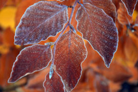 晓依《片片相思赋予谁》歌词及评论赏析