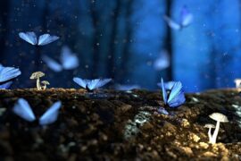 王嘉尔《Papillon》歌词表达及评论赏析