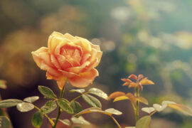 屠洪刚《江山无限》歌词及评论赏析